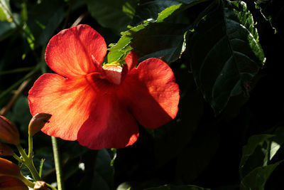 Close-up of red flower