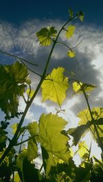 Low angle view of trees against sky