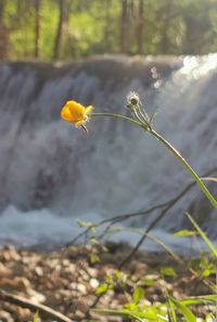 Close-up of yellow flowering plant