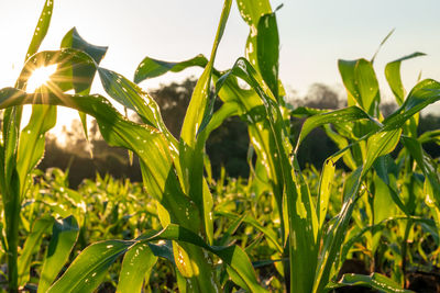 Close-up of crops growing on field against sky