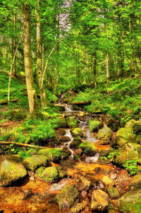 Scenic view of forest