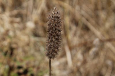 Close-up of wilted plant on field