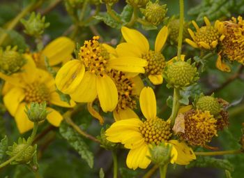 Close-up of yellow flower