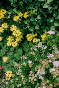 Close-up of flowering plants on field