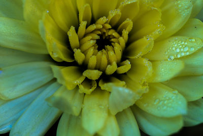 Full frame shot of yellow flower