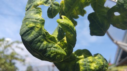 Low angle view of plant against sky