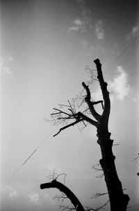 Low angle view of bare trees against sky