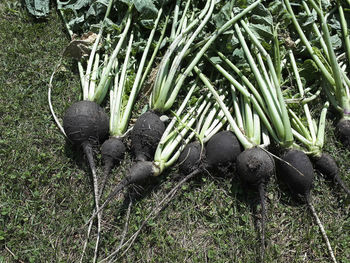 High angle view of fresh vegetables on field