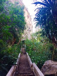 Walkway amidst trees