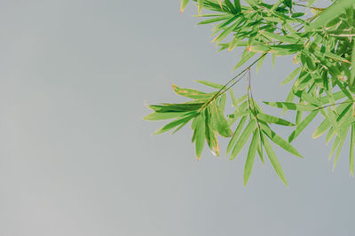 Low angle view of bamboo plant against clear sky