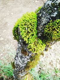 Plants growing in water