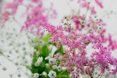 Close-up of pink flowers