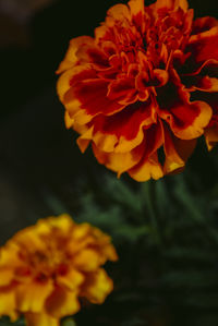 Close-up of marigold flower