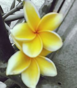 Close-up high angle view of yellow flower