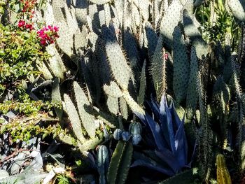 High angle view of succulent plant on field