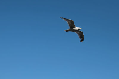 Low angle view of seagull flying against clear blue sky