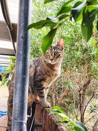 Portrait of cat sitting outdoors