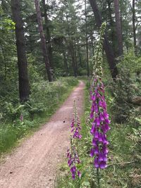 Purple flowering plants in forest