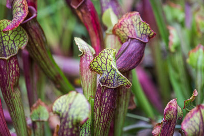 Close-up of purple plant