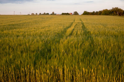 Scenic view of agricultural field against sky