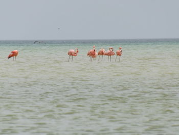 View of birds in sea against clear sky