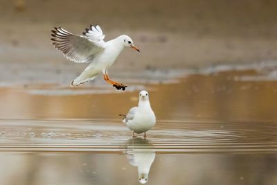 Seagulls flying over lake