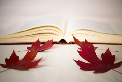 Close-up of autumn leaves on book