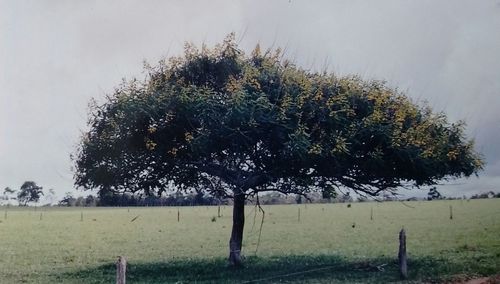 Trees on field against sky