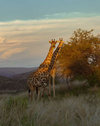 Giraffe on field against sky