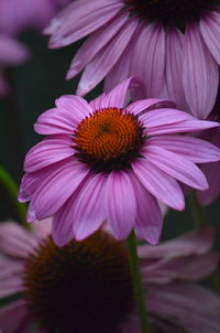 Close-up of purple flower