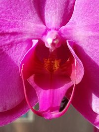 Close-up of pink flower blooming outdoors