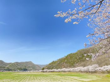 Scenic view of landscape against blue sky