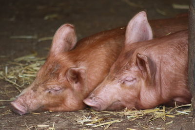 Close-up of a sleeping piglets