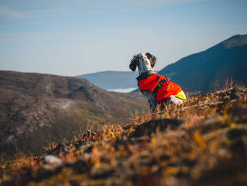 Rear view of puppa sitting on mountain against sky