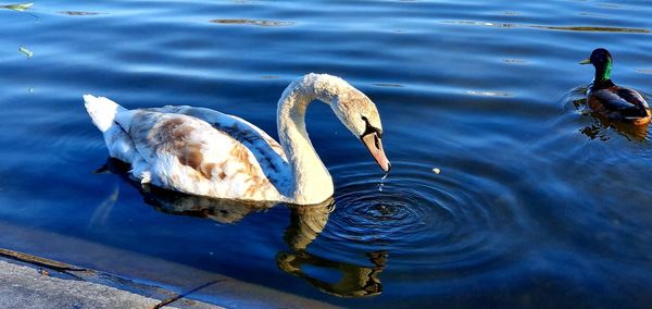 High angle view of swan swimming in lake