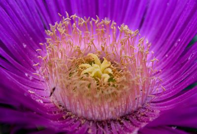 Extreme close-up of pink flower