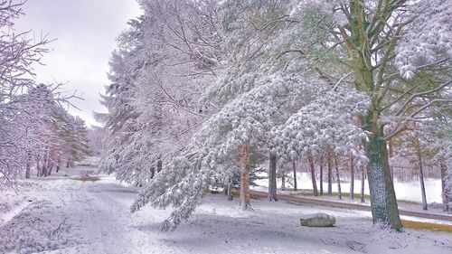 Trees on snow covered landscape