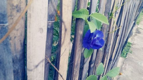 Close-up of purple flowers