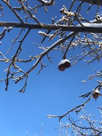 Low angle view of bird on branch against blue sky