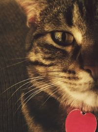 Close-up portrait of cat