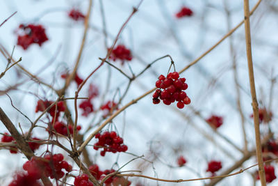 Close-up of red berries on tree