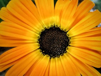 Close-up of sunflower blooming outdoors