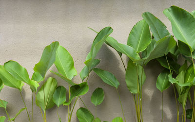 Close-up of green leaves on plant against wall