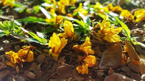 Close-up of yellow flowers