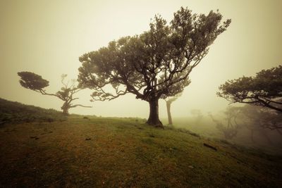 Tree on field against sky