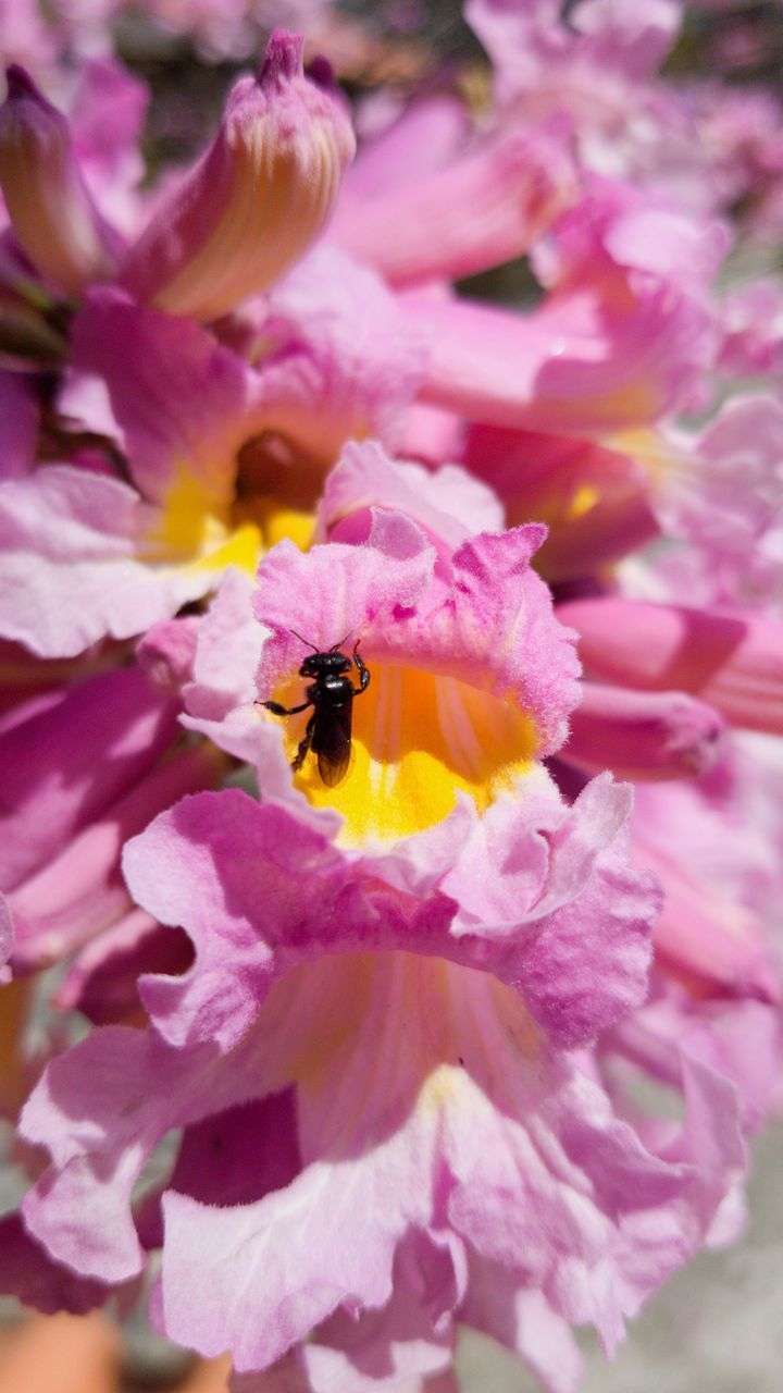 CLOSE-UP OF BEE POLLINATING FLOWER