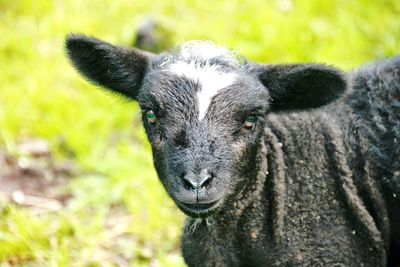 Close-up portrait of sheep on field