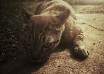 Close-up of cat lying down