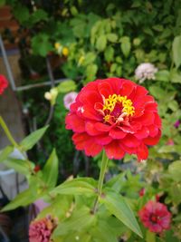 Close-up of red hibiscus blooming outdoors