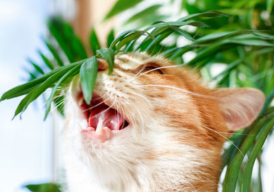 A red cat nibbles on a green plant in a pot. cat's mouth with teeth. a pet, a houseplant.